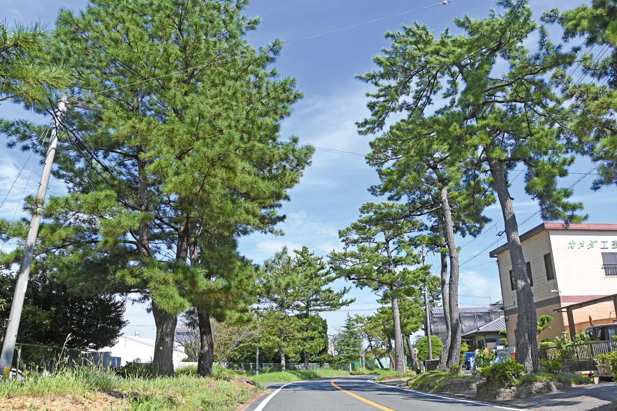「旧東海道の松並木」を市の景観重要樹木に指定